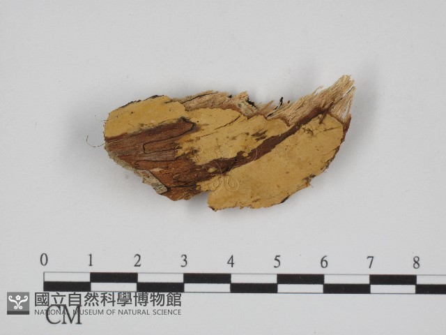 登錄號:F0004519藏品圖，第1張