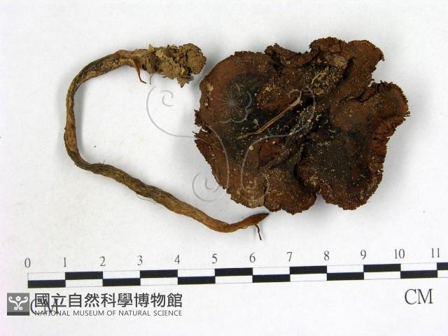 登錄號:F0007519藏品圖，第1張