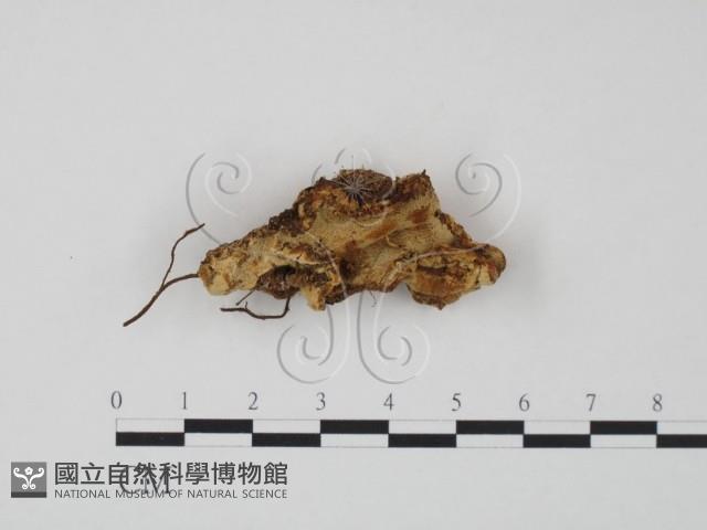 登錄號:F0015519藏品圖，第1張