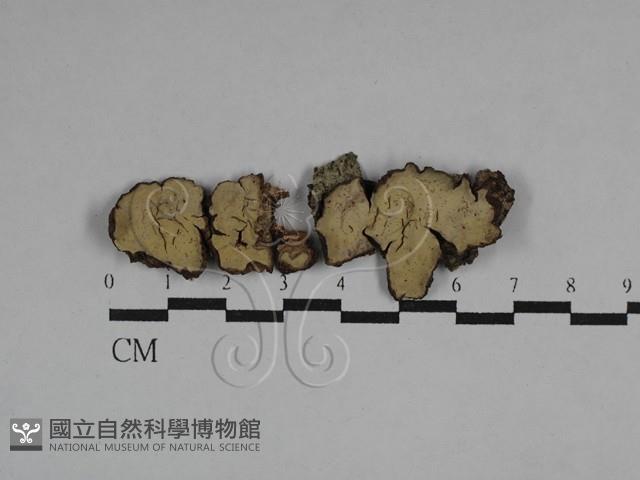 登錄號:F0029519藏品圖，第1張