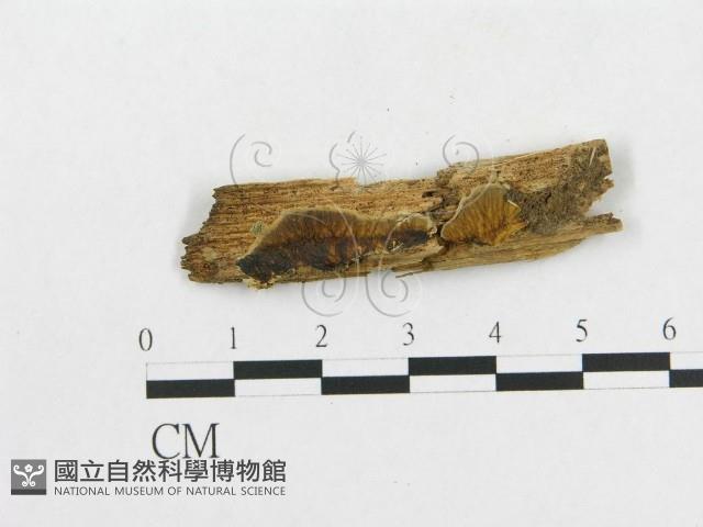 登錄號:F0009519藏品圖，第1張