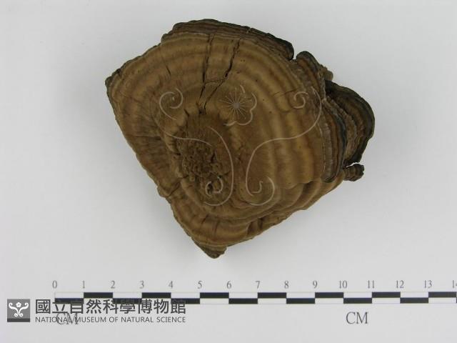 登錄號:F0003519藏品圖，第1張