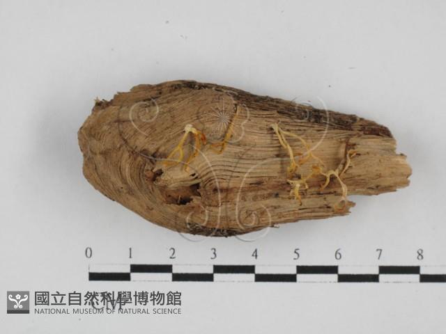 登錄號:F0028119藏品圖，第1張