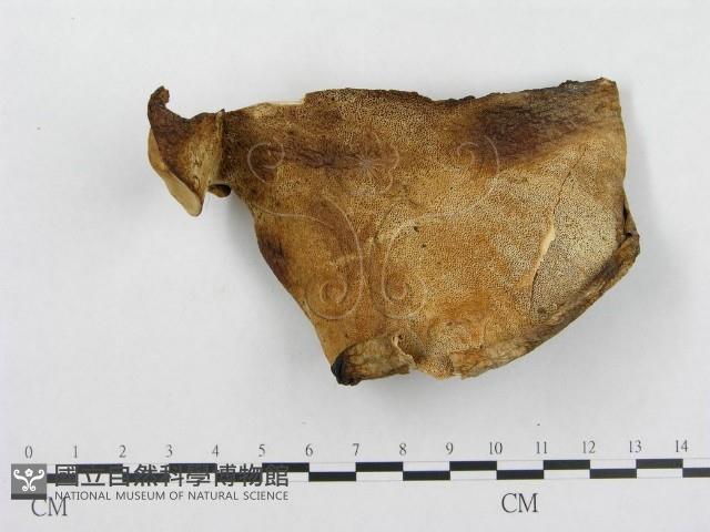 登錄號:F0008119藏品圖，第1張