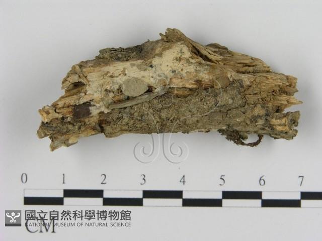 絲皮菌屬藏品圖，第1張