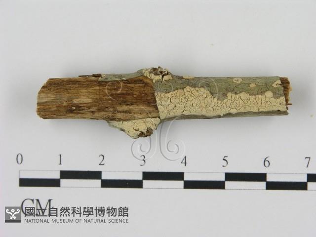 剛毛絲皮菌藏品圖，第1張