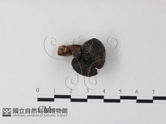 登錄號:F0010119藏品圖，第1張