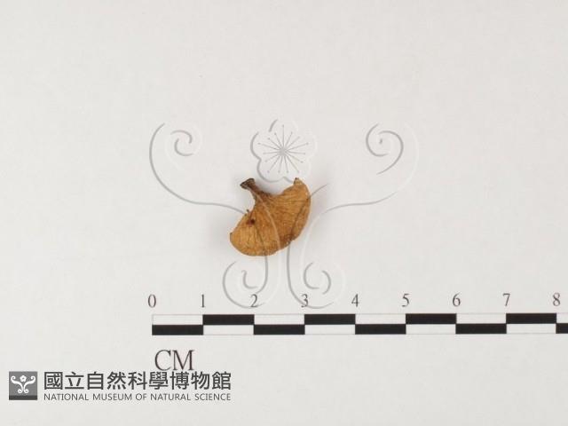 登錄號:F0026119藏品圖，第1張
