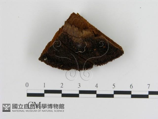 登錄號:F0006119藏品圖，第1張