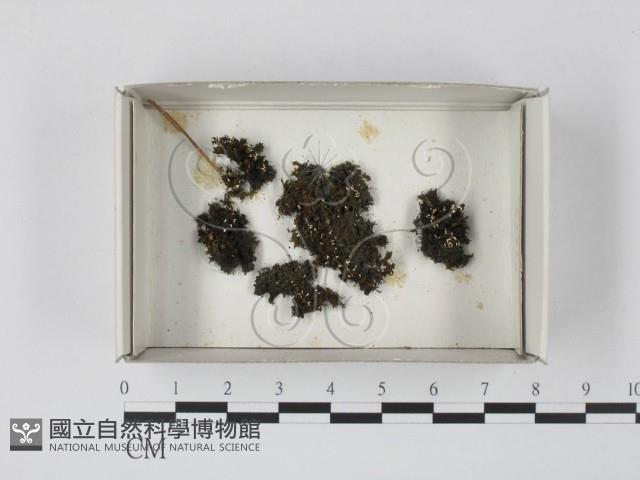 登錄號:F0021119藏品圖，第1張