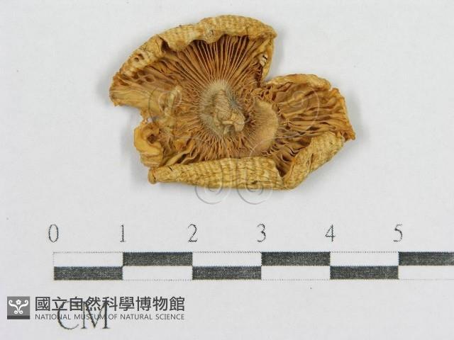 紅菇屬藏品圖，第1張