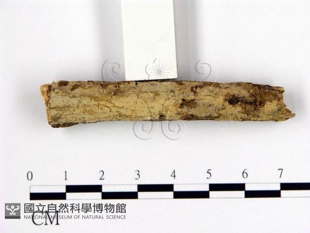 館號:F0004119藏品圖，第1張