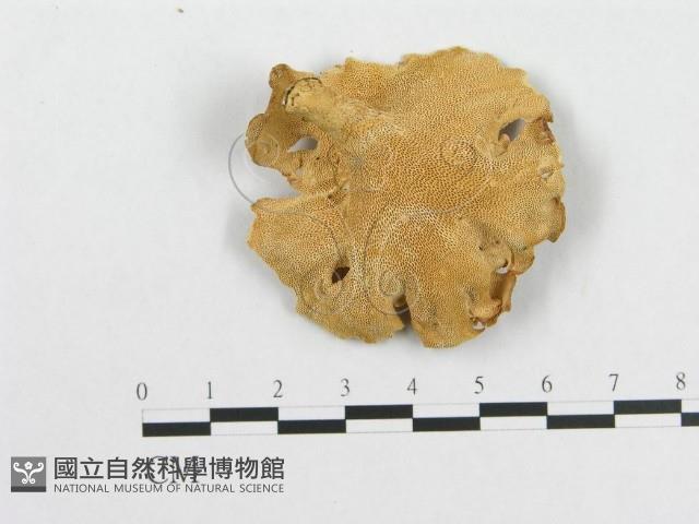 登錄號:F0014119藏品圖，第1張