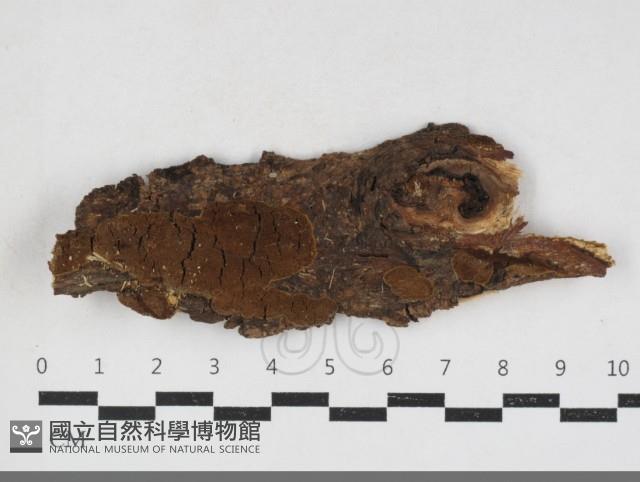 登錄號:F0034119藏品圖，第1張