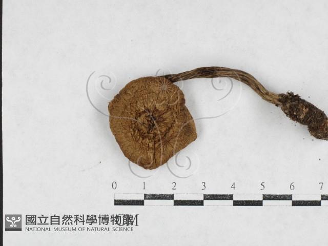 登錄號:F0027119藏品圖，第1張