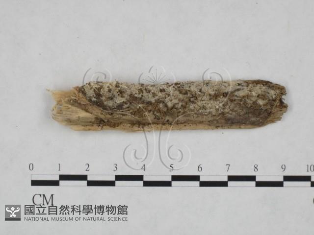 登錄號:F0025119藏品圖，第1張