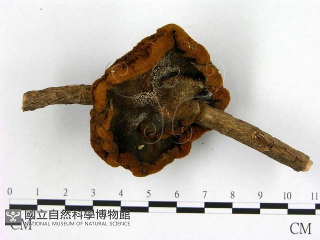 登錄號:F0005119藏品圖，第1張