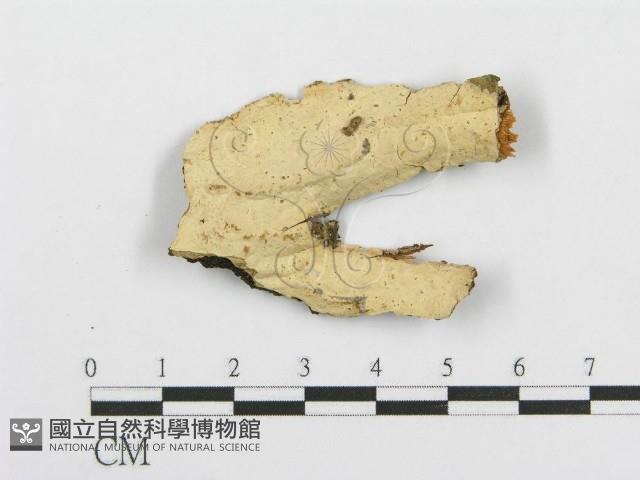 登錄號:F0015119藏品圖，第1張