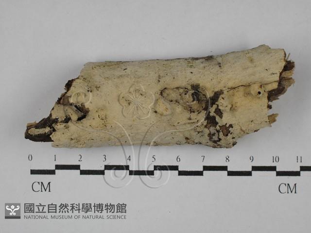 剛毛絲皮菌藏品圖，第1張