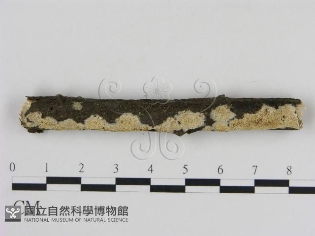 登錄號:F0009119藏品圖，第1張