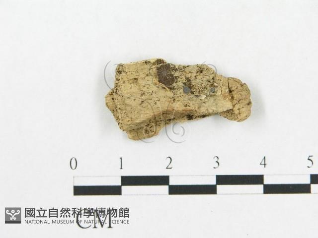 登錄號:F0019119藏品圖，第1張