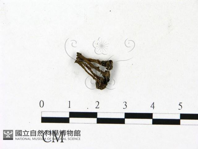 登錄號:F0023119藏品圖，第1張