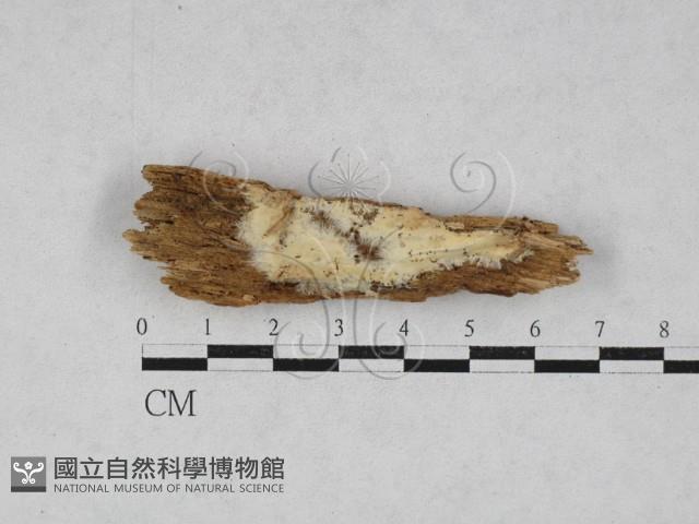 登錄號:F0028019藏品圖，第1張