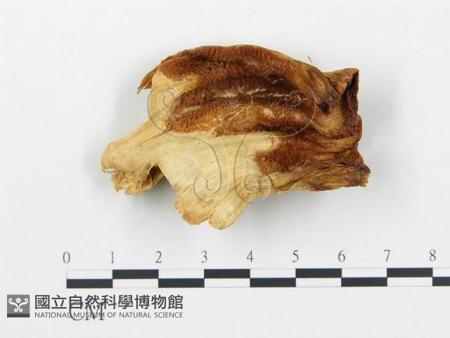 登錄號:F0008019藏品圖，第1張