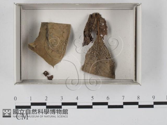 登錄號:F0018019藏品圖，第1張