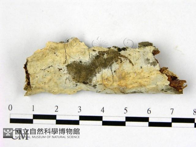 登錄號:F0020019藏品圖，第1張