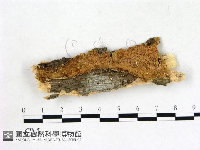 膠孔菌屬藏品圖，第1張
