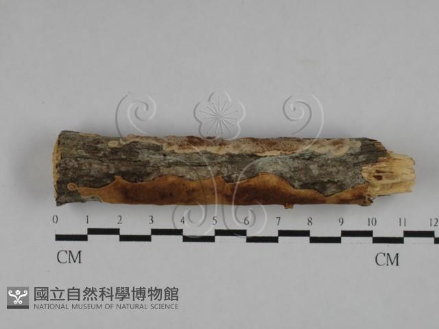 登錄號:F0026019藏品圖，第1張