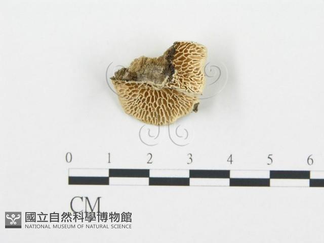 登錄號:F0006019藏品圖，第1張