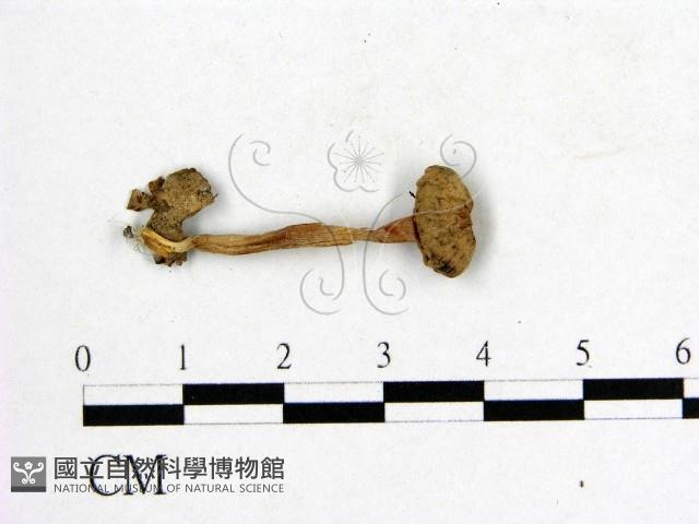 登錄號:F0016019藏品圖，第1張