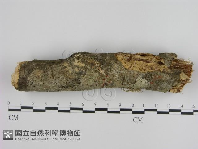 登錄號:F0001019藏品圖，第1張