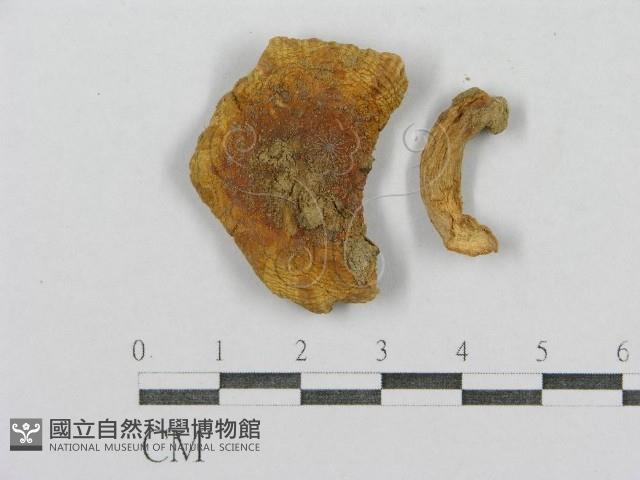 登錄號:F0011019藏品圖，第1張