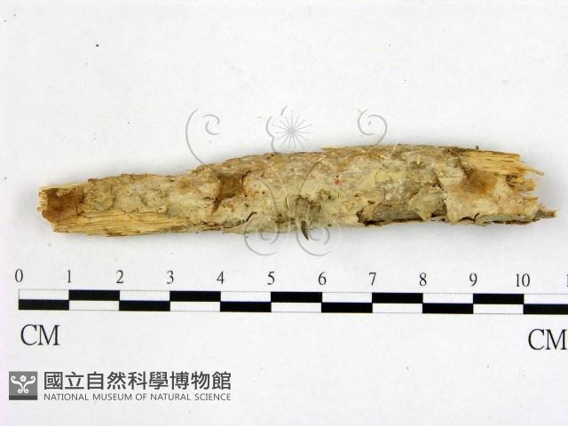 顯絲菌屬藏品圖，第1張