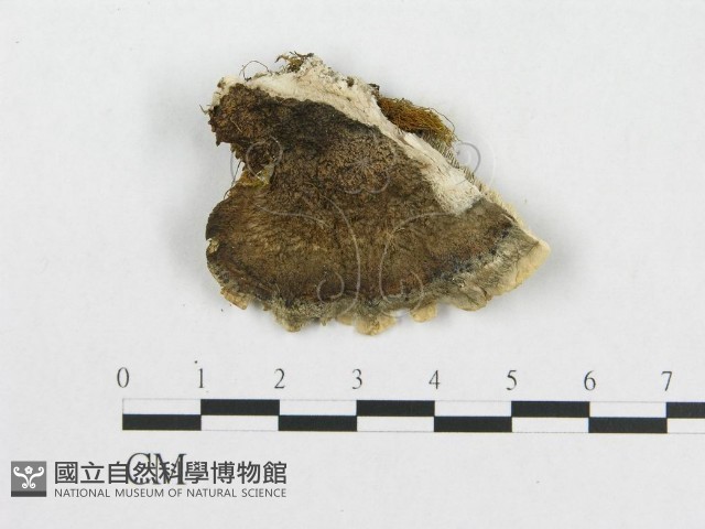 登錄號:F0014019藏品圖，第1張