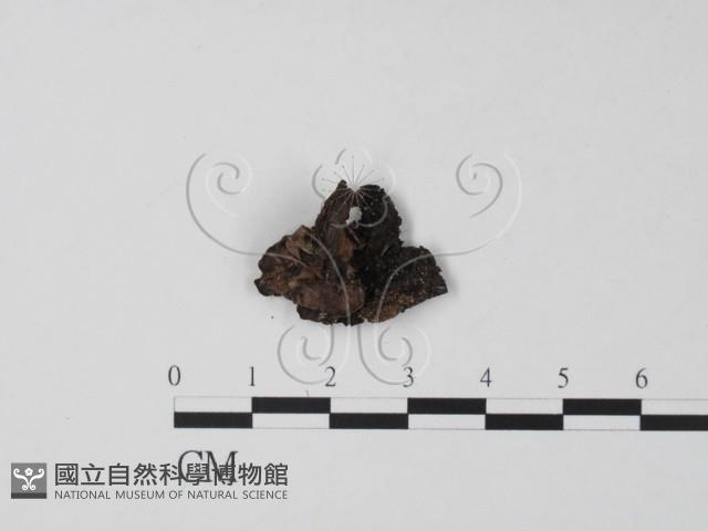 登錄號:F0022019藏品圖，第1張