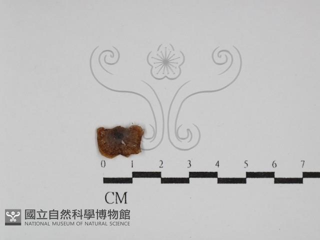 Accession Number:F0002019 Collection Image, Figure 1, Total 3 Figures