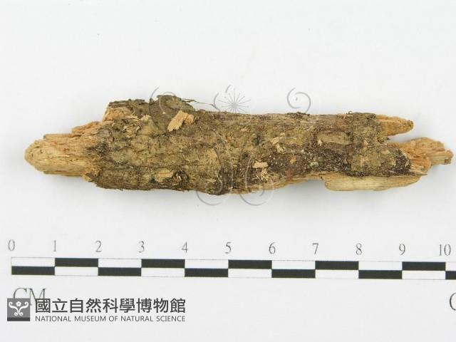 登錄號:F0012019藏品圖，第1張