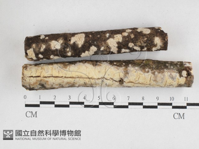 顯絲菌屬藏品圖，第1張