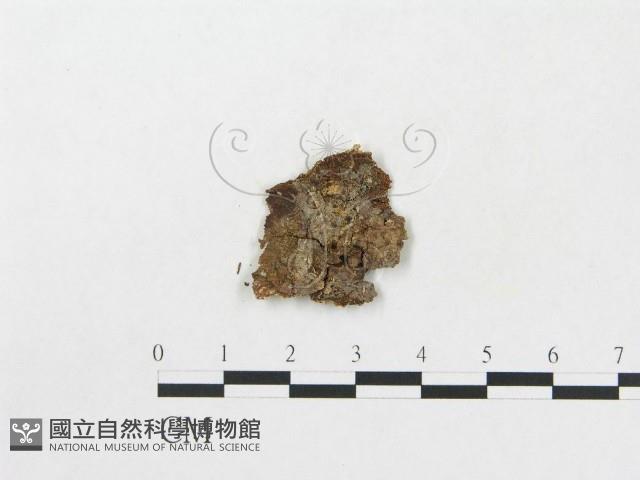 登錄號:F0005019藏品圖，第1張