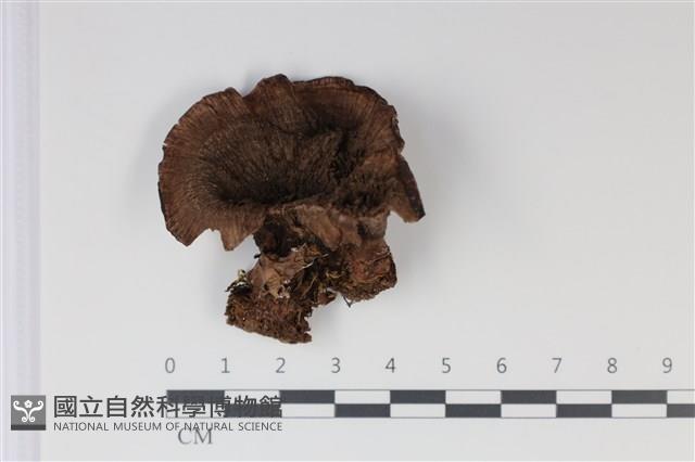 登錄號:F0035019藏品圖，第1張