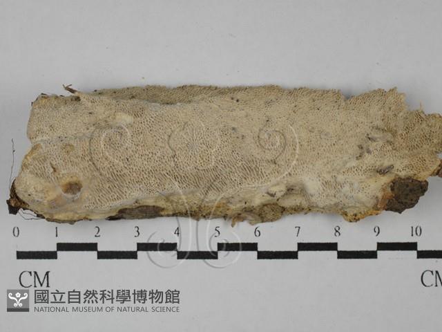 登錄號:F0029019藏品圖，第1張
