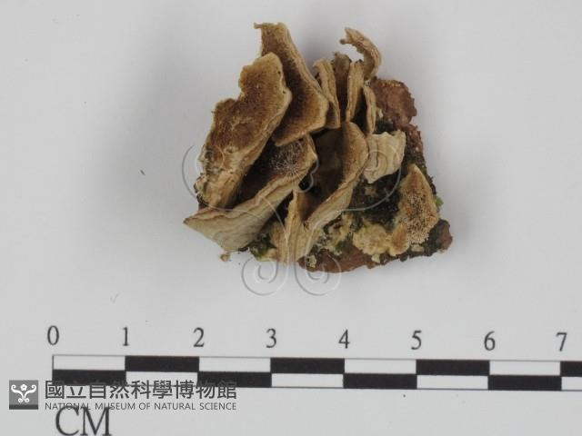 附毛菌屬藏品圖，第1張