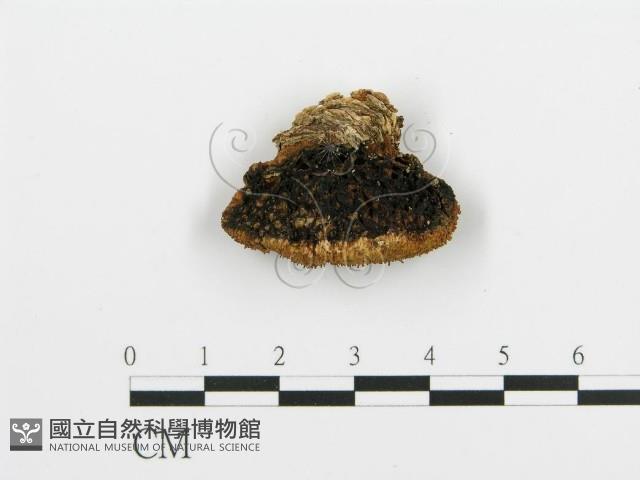 登錄號:F0003019藏品圖，第1張