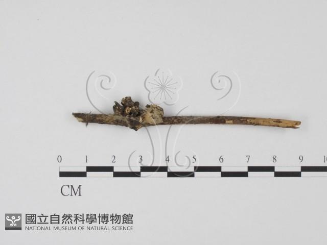 登錄號:F0008319藏品圖，第1張