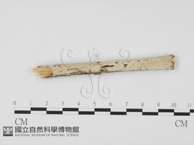 冇骨消絲齒菌藏品圖，第1張