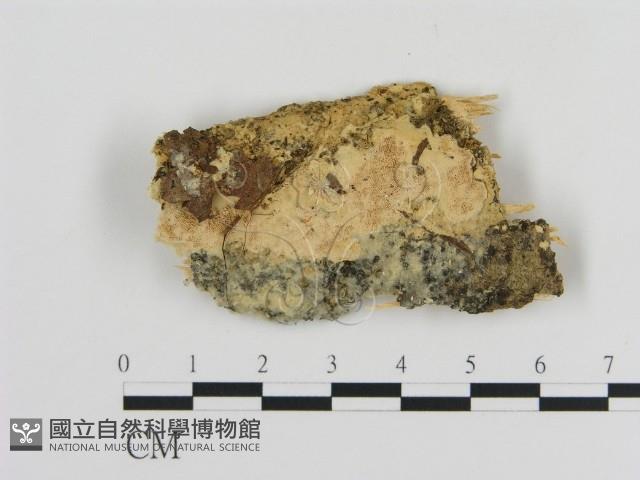 登錄號:F0010319藏品圖，第1張